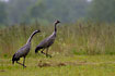 Common Cranes in rainy weather