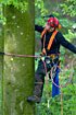 Forest worker climbing an old beech 