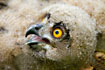 Eurasian Eagle Owl, large downy young 
