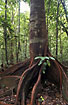 Tree in tropic rainforest