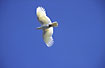 Flying Sulphur-crested Cockatoo
