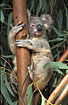 Captive koala