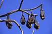 School of Flying-foxes