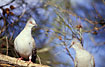 Crested pigeons