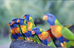 Wild Rainbow lorikeets at a feedingstand