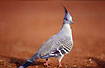 Crested pigeon on the ground