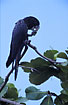 Photo ofRed-tailed Black-cockatoo (Calyptorhynchus banksii). Photographer: 