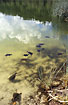 Freshwater-turtles in lake