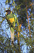 Australian Ringneck in the afternoon