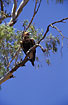 Wedge-tailed eagle in tree
