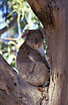 Koala with earmark