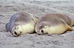 Sleeping Australian sea-lions