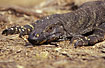 Yellow-Spotted Monitor
