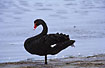 resting Black Swan