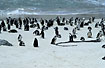 Koloni of penguins