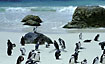 Koloni of jackass penguins