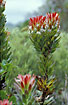 Plant belonging to the Protea family (Proteaceae)