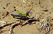 Unidentified grasshoppernymph