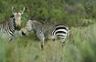 Cape mountain zebra