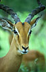 Foto af Impala (Aepyceros melampus). Fotograf: 