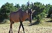 Foto af Cape Hartebeest (Alcelaphus buselaphus). Fotograf: 