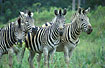 Foto af Zebra (Equus burchelli). Fotograf: 