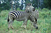 Burchells zebraes
