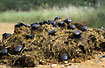 Dung-beetles on a elephant dung