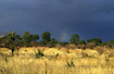 Savanna and thunderclouds