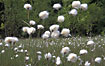 Photo ofCommon Cottongrass (Eriophorum angustifolium). Photographer: 