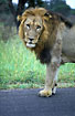 Foto af Lve (Panthera leo). Fotograf: 