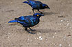 Photo ofBlack-bellied Glossy Starling (Lamprotornis corruscus). Photographer: 