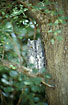 Foto af Afrikansk dvrghornugle (Otus senegalensis). Fotograf: 