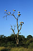 Koloni of White Storks
