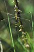 Nordic dragonfly