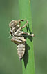 Empty cocoon from Scarce chaser