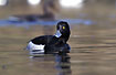 Photo ofTufted Duck (Aythya fuligula). Photographer: 