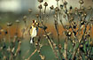 Photo ofGoldfinch (Carduelis carduelis). Photographer: 