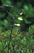 Foto af Almindelig Kohvede (Melampyrum pratense). Fotograf: 