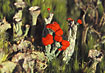 Photo ofLipstick Powderhorn (Cladonia macilenta). Photographer: 
