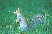 Photo ofGrey Squirrel (Sciurus carolinensis). Photographer: 