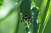 Photo ofThistle Stem Gall Fly (Urophora cardui). Photographer: 