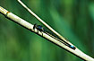 Foto af Stor Farvevandnymfe (Ischnura elegans). Fotograf: 