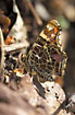 Photo ofMap Butterfly (Araschnia levana). Photographer: 
