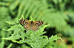 Speckled Wood on a fern