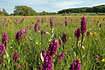 Field full of Western Marsh-Orchids