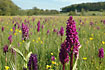 Field full of Western Marsh-Orchids