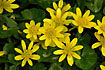 Photo ofLesser Celandine (Ranunculus ficaria). Photographer: 