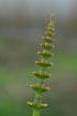 Young Field Horsetail