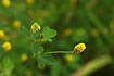 Foto af Gul Klver (Trifolium campestre). Fotograf: 